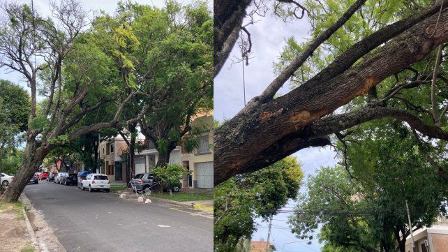 Advierten por un árbol a punto de caer en Paraná.