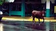 Una vaca escapó de un frigorífico y atropelló a una mujer que cruzaba la calle