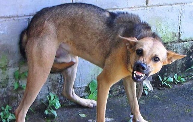 Peligroso. La mejor prevención es vacunar a los animales domésticos.