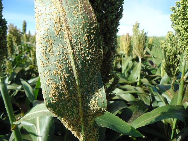 El pulgón amarillo es una de las plagas más dañinas para el sorgo.