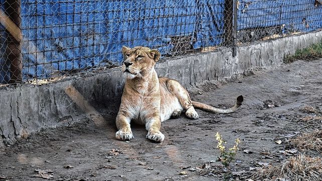 Cuatro animales en cautiverio fueron rescatados durante un allanamiento en un predio en la localidad santafesina de Maggiolo
