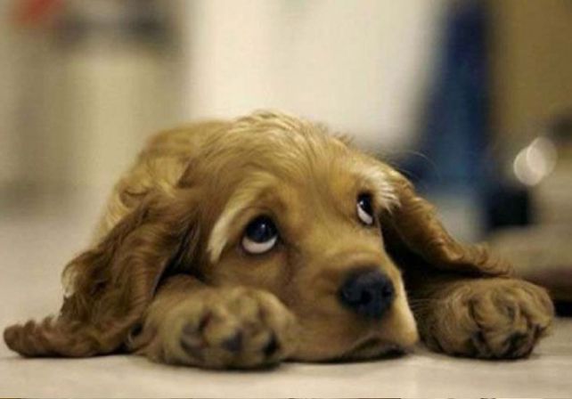 La ciencia revela cómo reaccionan los perros cuando sus dueños se enojan