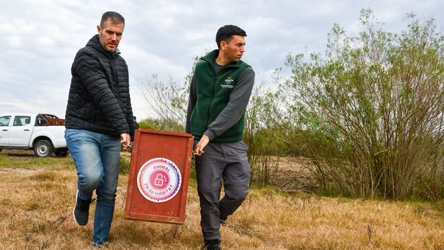 Un oso hormiguero gigante y un aguará guazú volvieron a su hábitat