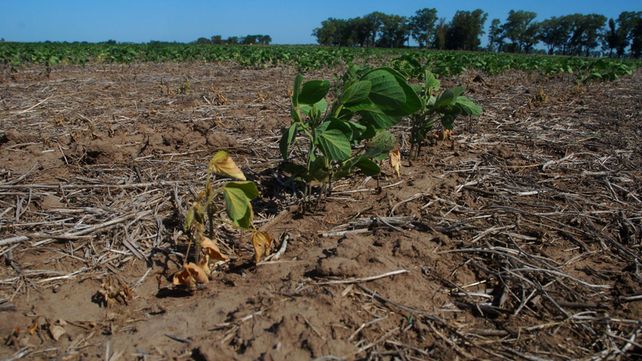 Desastre. La producción de trigo cae 45% respecto del año pasado.
