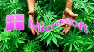 Microsoft entró en el negocio de la marihuana legal