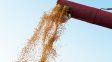 Soja: Argentina y el límite de exportar productos intermedios