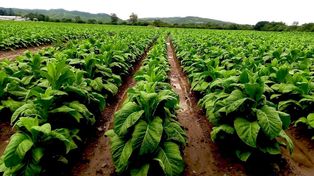 Nuevo precio de referencia para el tabaco: se acordó suba del 300%