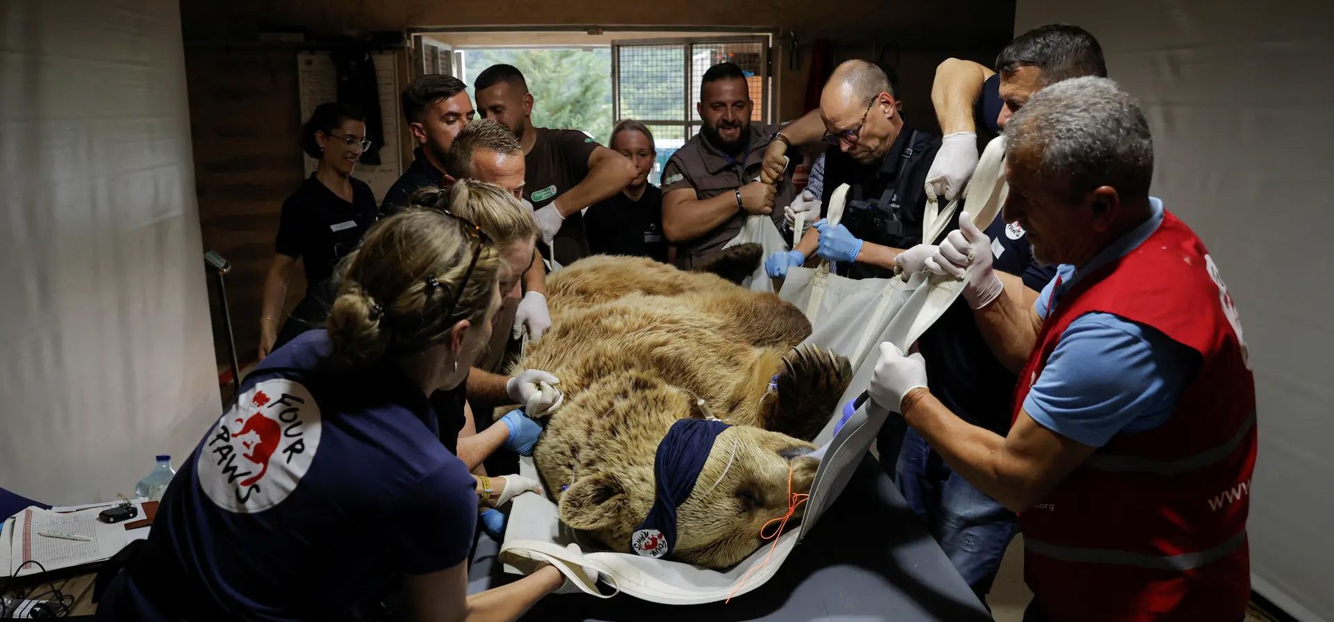 Los veterinarios realizan un chequeo a un oso pardo en el santuario de osos Four Paws. El oso fue uno de los muchos animales, incluido un león, que fueron rescatados de las jaulas de los restaurantes de Kosovo y Albania, Mramor, Kosovo. Fotografía: Valdrin Xhemaj/Reuters Los veterinarios realizan un chequeo a un oso pardo en el santuario de osos Four Paws. El oso fue uno de los muchos animales, incluido un león, que fueron rescatados de las jaulas de los restaurantes de Kosovo y Albania, Mramor, Kosovo. Fotografía: Valdrin Xhemaj/Reuters