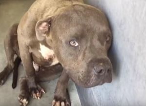 Maltrató a un perro, se lo sacaron y ahora tendrá que pagar 40 mil pesos a una veterinaria