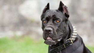 La Municipalidad suma un formulario online para registrar perros de razas peligrosas