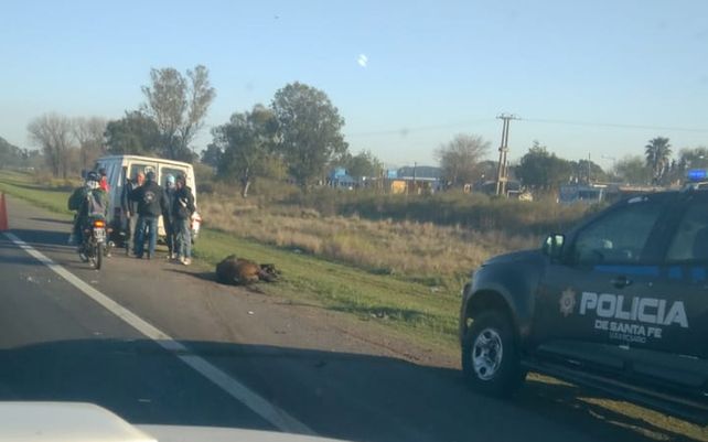 Un caballo suelto causa un choque múltiple en la autopista a Santa Fe