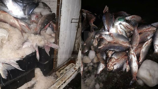 Secuestraron e incineraron casi media tonelada de sábalos depredados