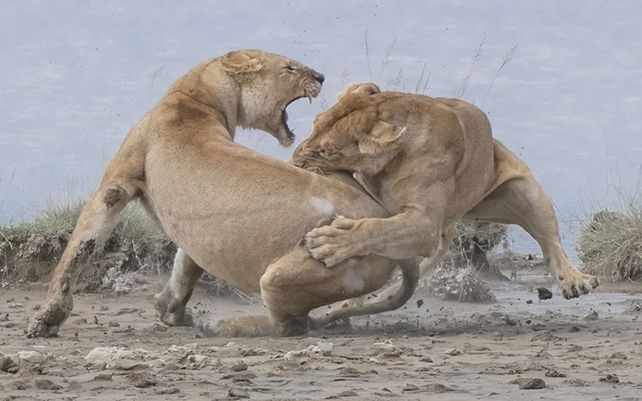“Lion Fight” por Patrick Nowotny (Estados Unidos)