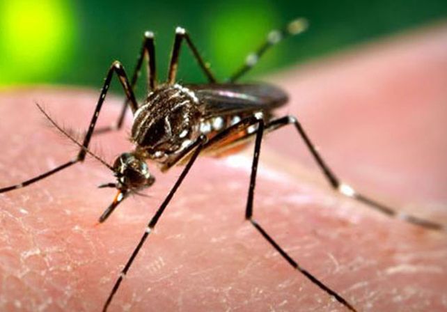 Desde Salud confirmaron 26 casos de dengue en la provincia