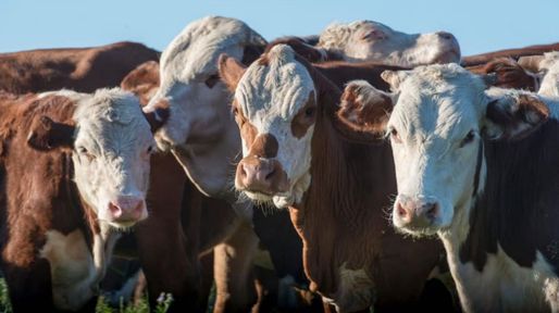 La ganadería perdió casi el 30% del precio que tenía la hacienda a pie