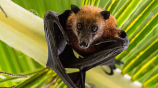 El zorro volador o murciélago frugívoro es el huésped natural del virus de Nipah.&nbsp;