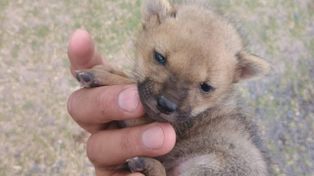 Encontraron un cachorro de zorro en Funes y se lo devolvieron a su madre