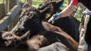 El campo rechaza la flexibilización de la vacunación contra la aftosa y alerta por riesgos sanitarios
