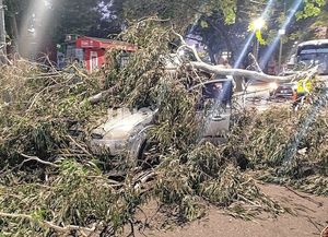 Una enorme rama cayó sobre un auto en el que iba una pareja y su bebé en pleno Boulevard Gálvez