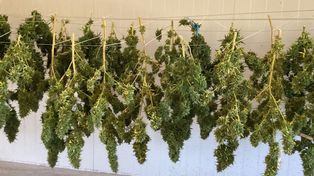 Proceso de secado previo a la extracción de resina y la elaboración de los productos.