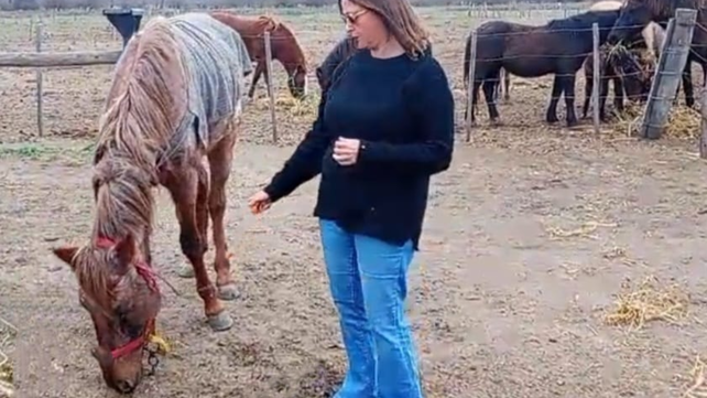 El caballo Alexis se recupera favorablemente y espera por una familia