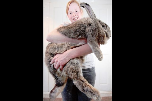 El más grande: el conejo Ralph pesa ¡23 kilos!