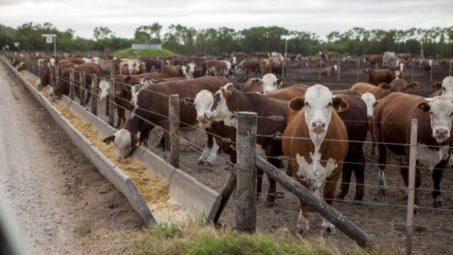La faena de ganado bovino subió 7,1% en enero respecto de diciembre pero bajó 3,2% interanual