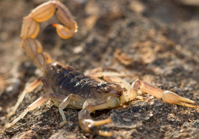 En diciembre ingresaron al Alassia 48 chicos con picaduras de alacranes
