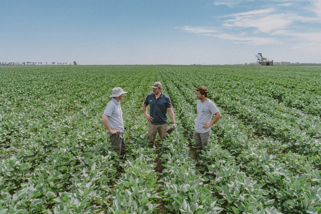 Una nueva genética con ventajas agronómicas.