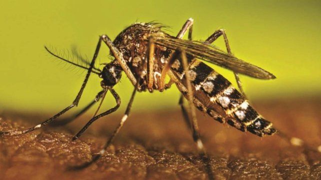 El BEN informó un nuevo caso importado de dengue en Entre Ríos