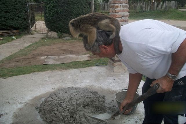 Una familia cordobesa está destrozada porque le sacaron su mono carayá