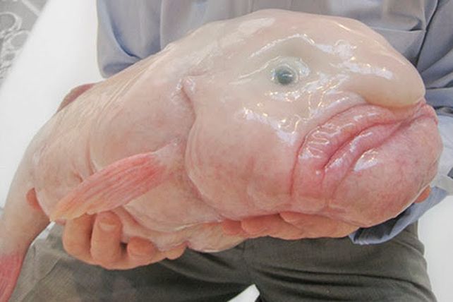 El Psychrolutes microporos fue votado en 2013 como el animal más feo.