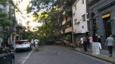 un gran arbol cayo en el microcentro rosarino y quedo cortado el transito un gran arbol cayo en el microcentro rosarino y quedo cortado el transito