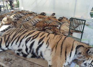 Investigan la muerte de 72 tigres en dos parques de animales de Tailandia
