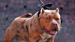 La raza American Bully XL resulta de un cruce de varias otras como el American Staffordshire Terrier, el Pit bull, el Bulldog Inglés, el americano y también el francés.