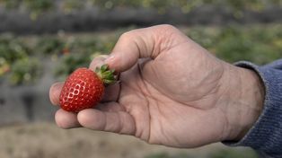 Coronda comenzará a producir superfrutillas: investigadores crearon una variedad autóctona