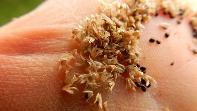 limite. Las cosechadoras rompen la semilla para que no germinen.
