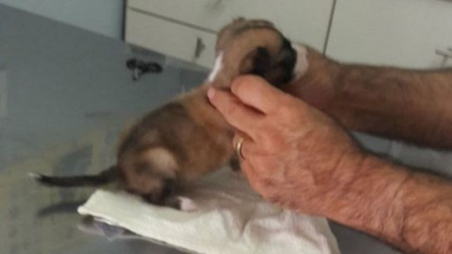 La obligaron a abandonar a su perrita y la dejó con una carta y ocho pesos