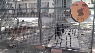 Piden colaboración para el alimento de los perros de la UR I