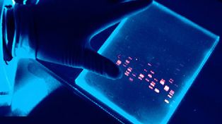 Promueven crear registro de huellas genéticas digitalizadas