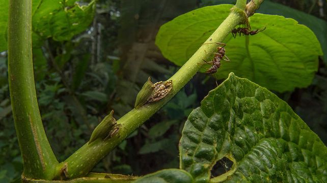 Imágenes ganadoras del premio Fotógrafo de Vida Silvestre 2018