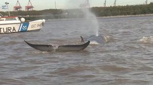 Una ballena remontó el río Paraná hasta Escobar