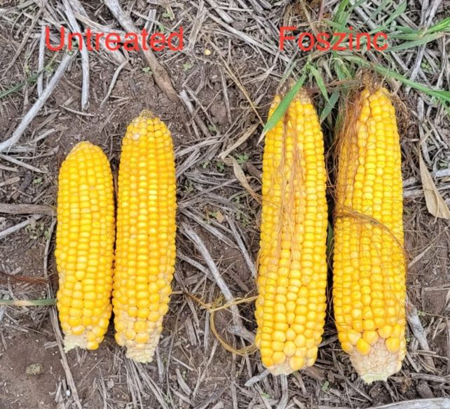 Rendimiento del maíz con distinta fertilización.