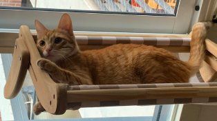 Se lanzó a fabricar camas para gatos y ahora vende sus modelos a todo el país.