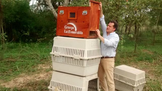 Liberaron un águila mora en las islas del noreste provincial