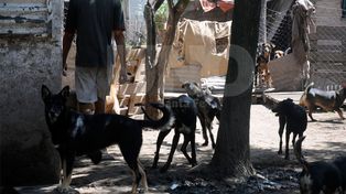 Piden colaboración para le refugio El ángel y la gloria