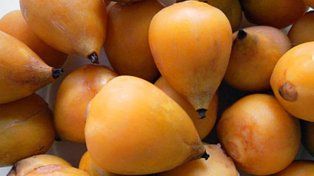 Se aprobó la incorporación del fruto de la palmera Butiá Yatay al Código Alimentario Argentino (CAA) con importantes propiedades&nbsp;