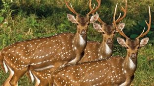 Ciervos axis, especie que proviene del Sudeste Asiático&nbsp; yque deambula por las calles rosarinas