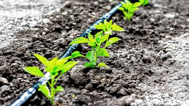 Producir más con menos: un paso firme hacia la agricultura regenerativa