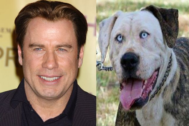 Furor por un perro que se parece a John Travolta